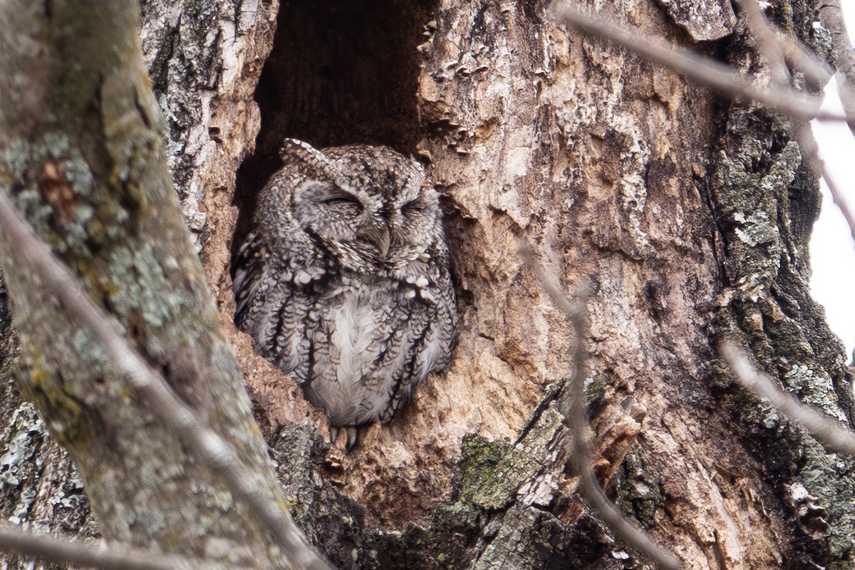 Eastern Screech-Owl - ML616730430