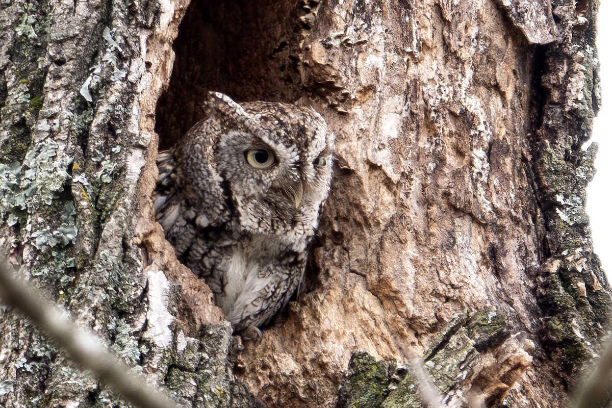 Eastern Screech-Owl - ML616730431