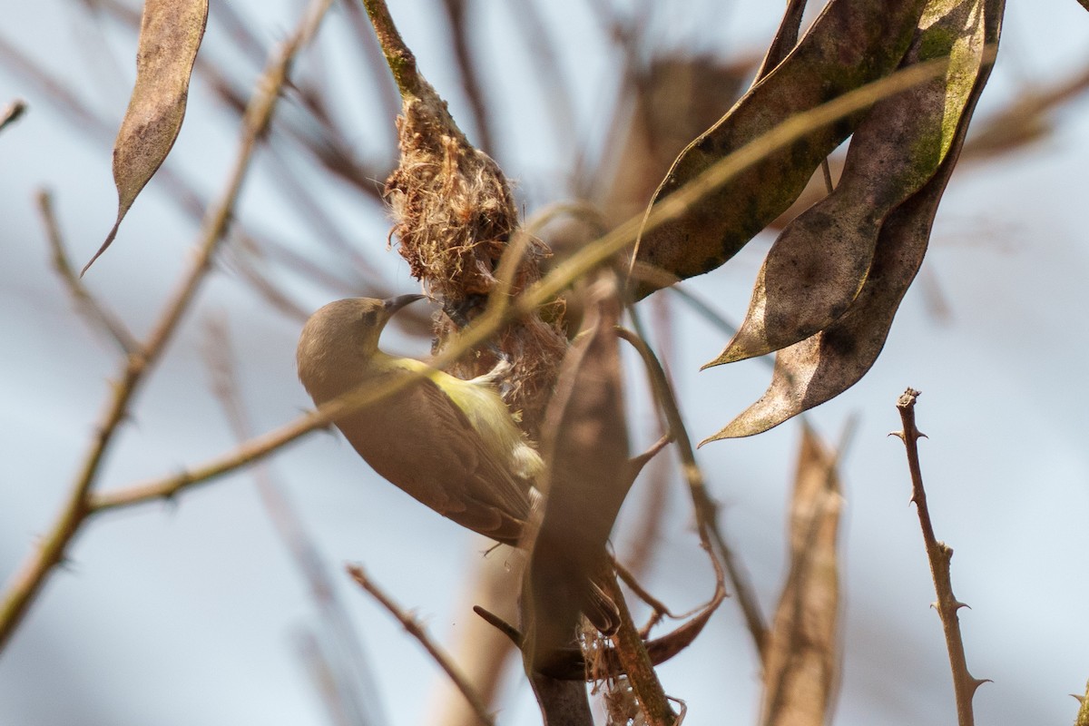 Pygmy Sunbird - ML616730501