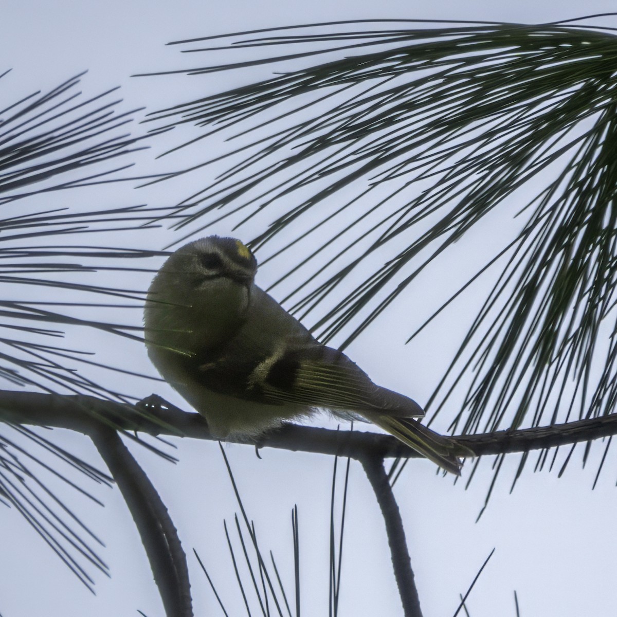 Golden-crowned Kinglet - ML616730642