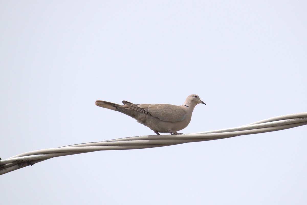 Eurasian Collared-Dove - ML616730647