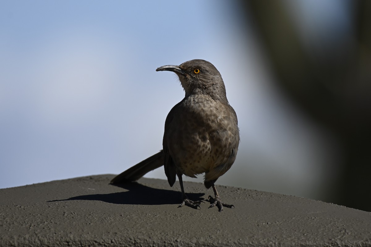 Curve-billed Thrasher - Cameron Heusser