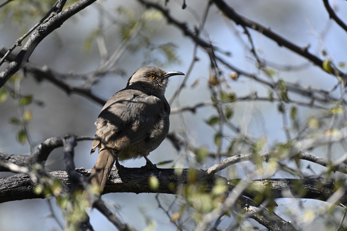 Curve-billed Thrasher - Cameron Heusser