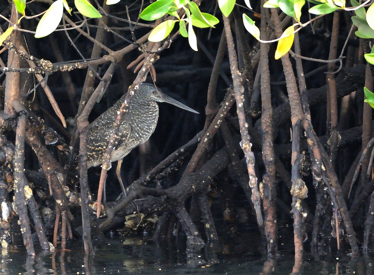 White-crested Tiger-Heron - Carlos Alberto Ramírez