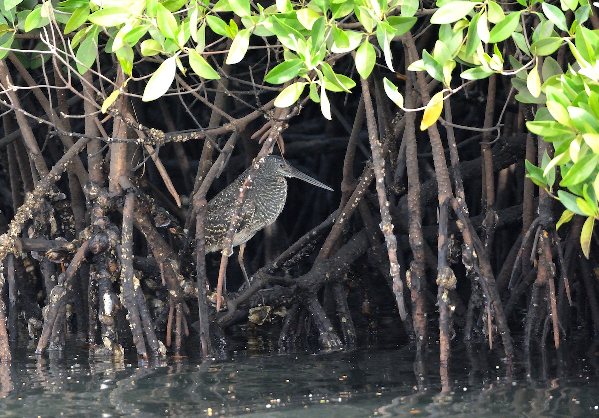 White-crested Tiger-Heron - Carlos Alberto Ramírez