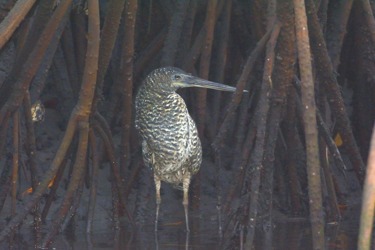 White-crested Tiger-Heron - Carlos Alberto Ramírez