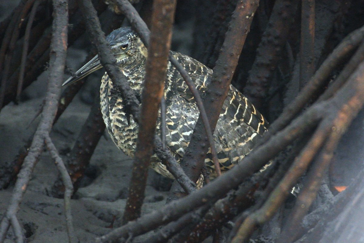 White-crested Tiger-Heron - ML616730705