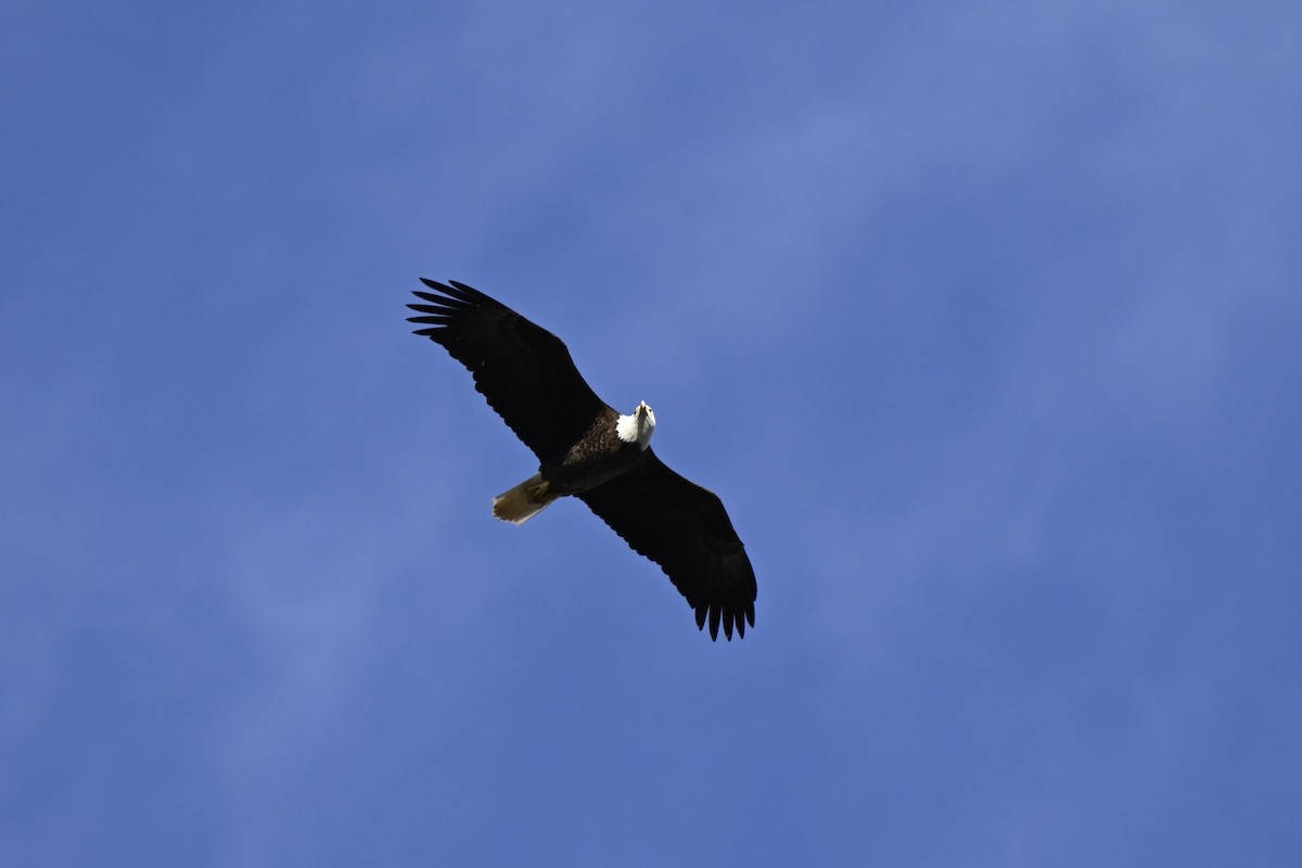 Bald Eagle - Cameron Heusser