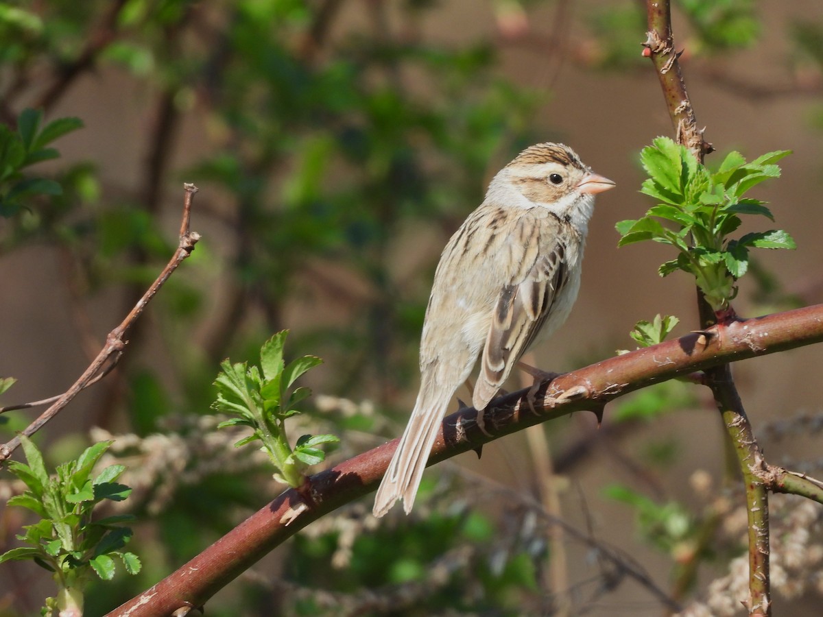 Clay-colored Sparrow - JamEs ParRis