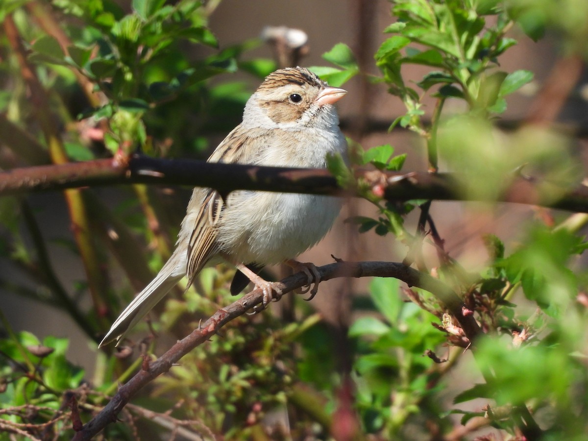 Clay-colored Sparrow - JamEs ParRis