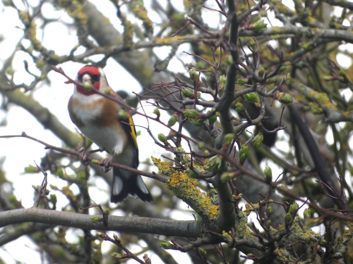 European Goldfinch (European) - Mike Tuer