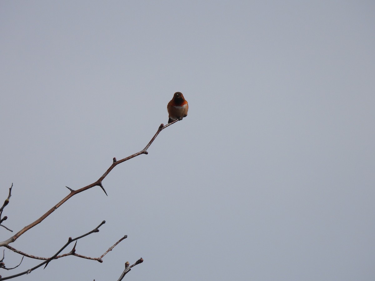 Rufous Hummingbird - ML616730858