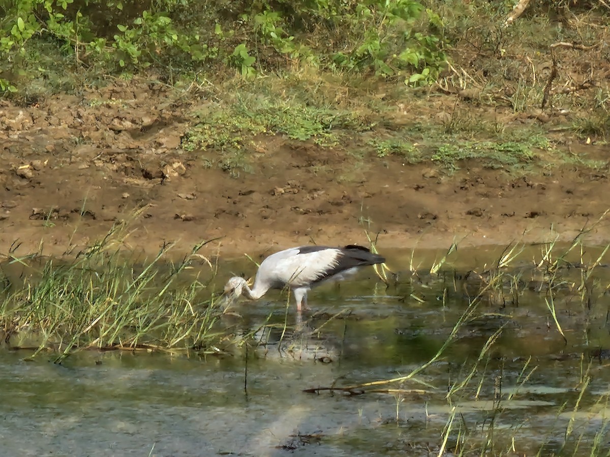 Asian Openbill - ML616730901