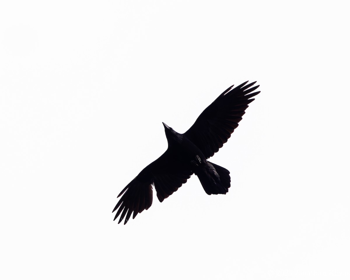 Common Raven - ML616730904