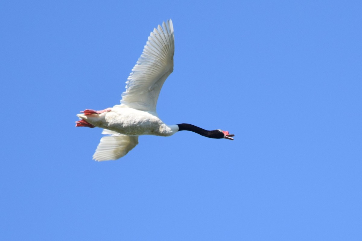 Black-necked Swan - ML616730927