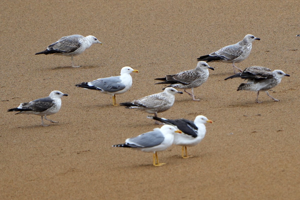 Herring Gull (European) - ML616730946