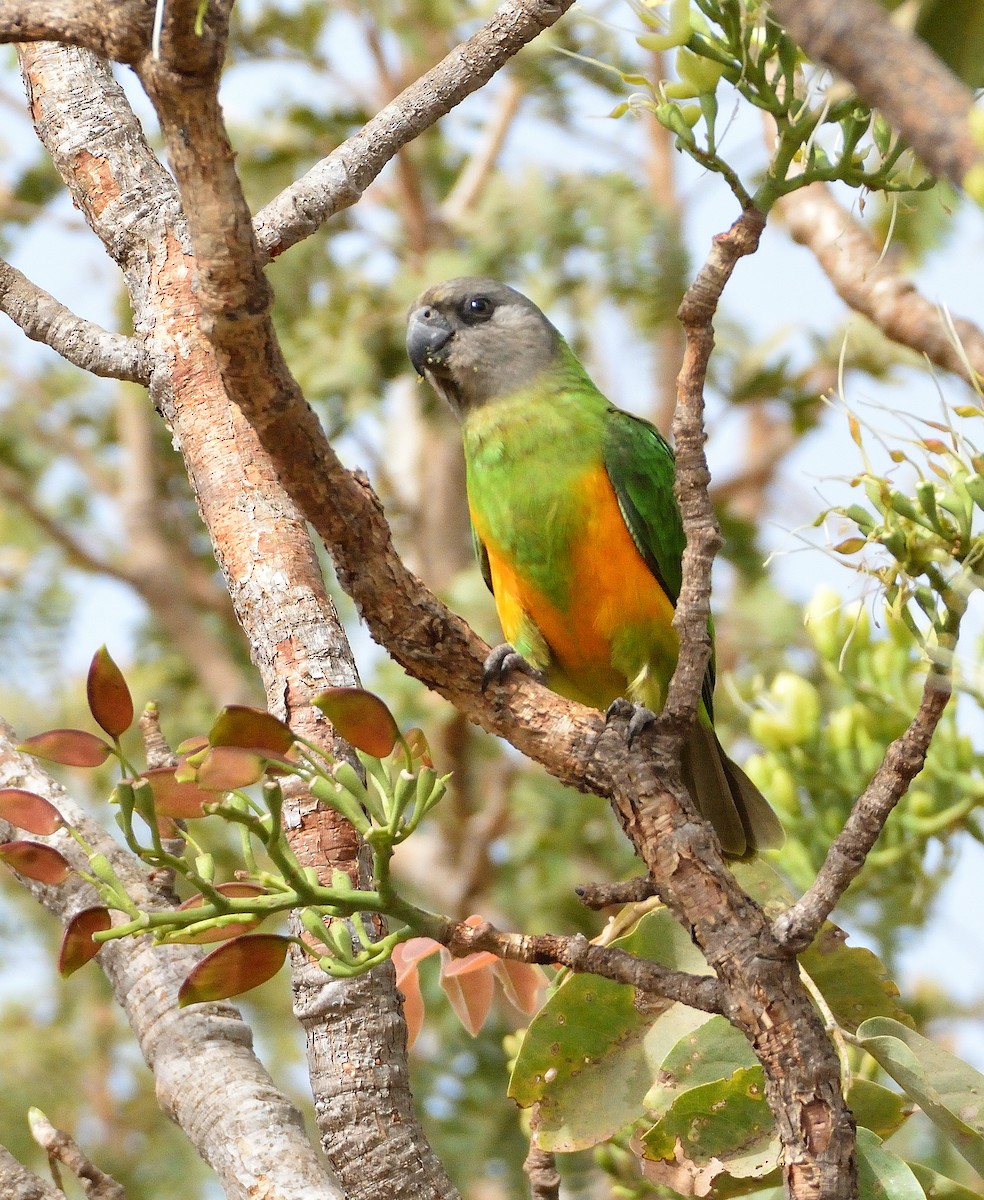 Сенегальский попугай - ML616730948