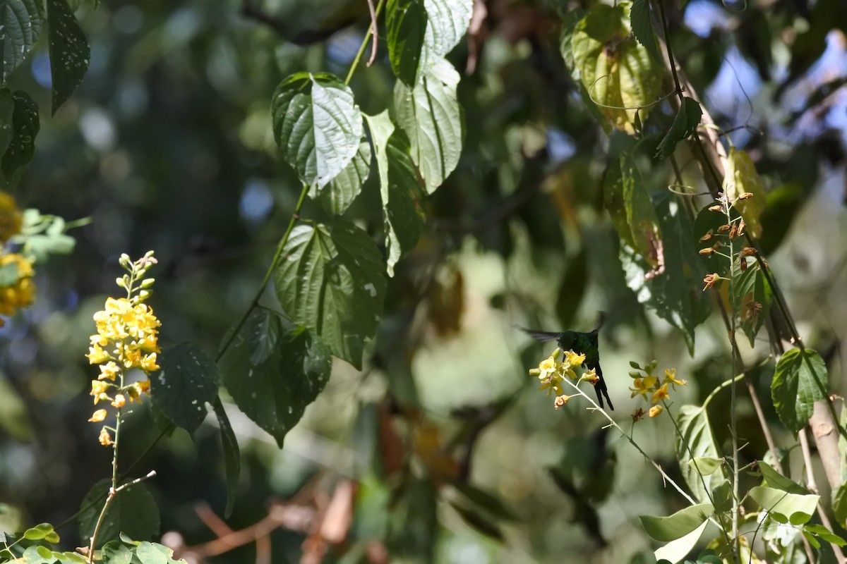 Golden-crowned Emerald - ML616730964