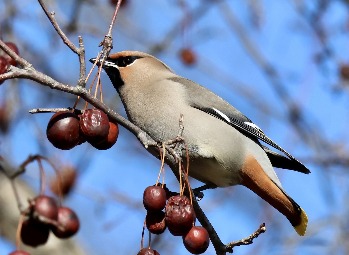 Bohemian Waxwing - ML616730971