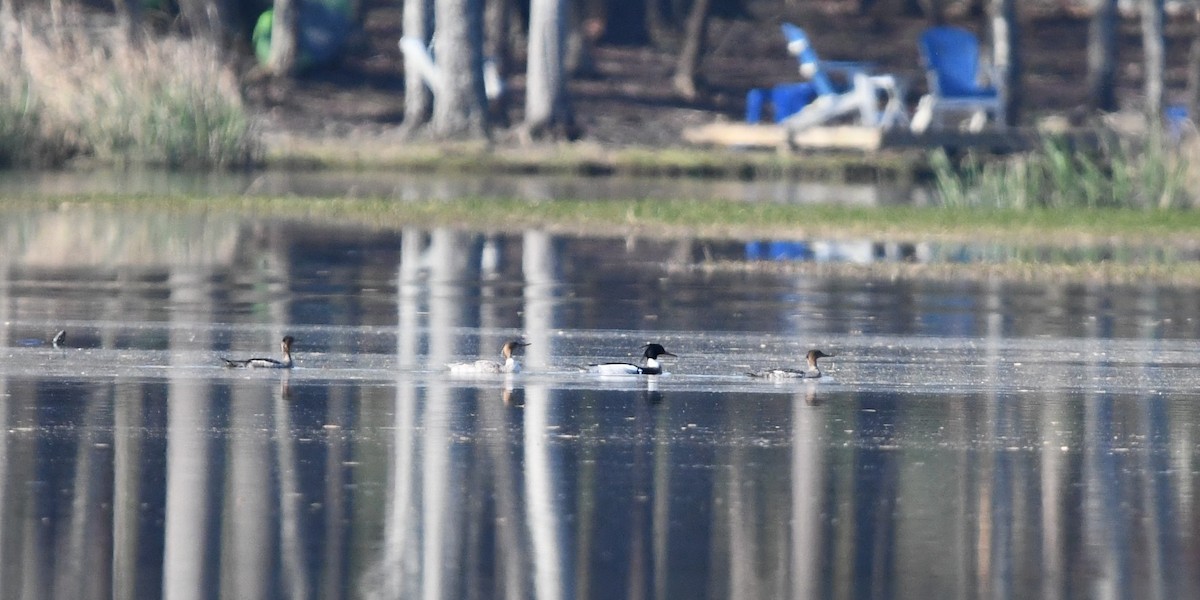 Red-breasted Merganser - Alise Baer