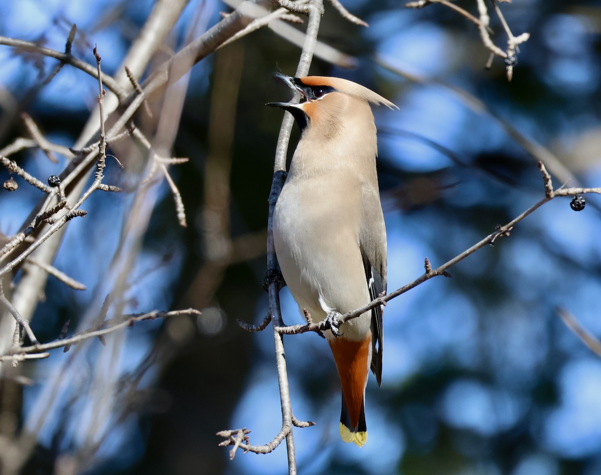 Bohemian Waxwing - ML616730986