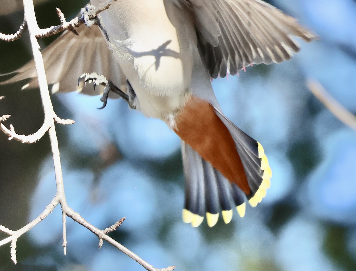 Bohemian Waxwing - ML616730987