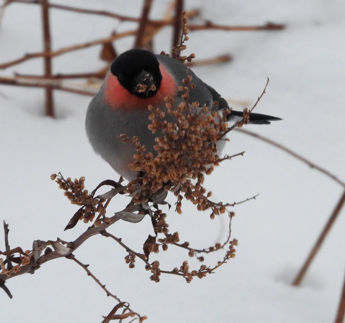 Eurasian Bullfinch (Baikal) - ML616731011