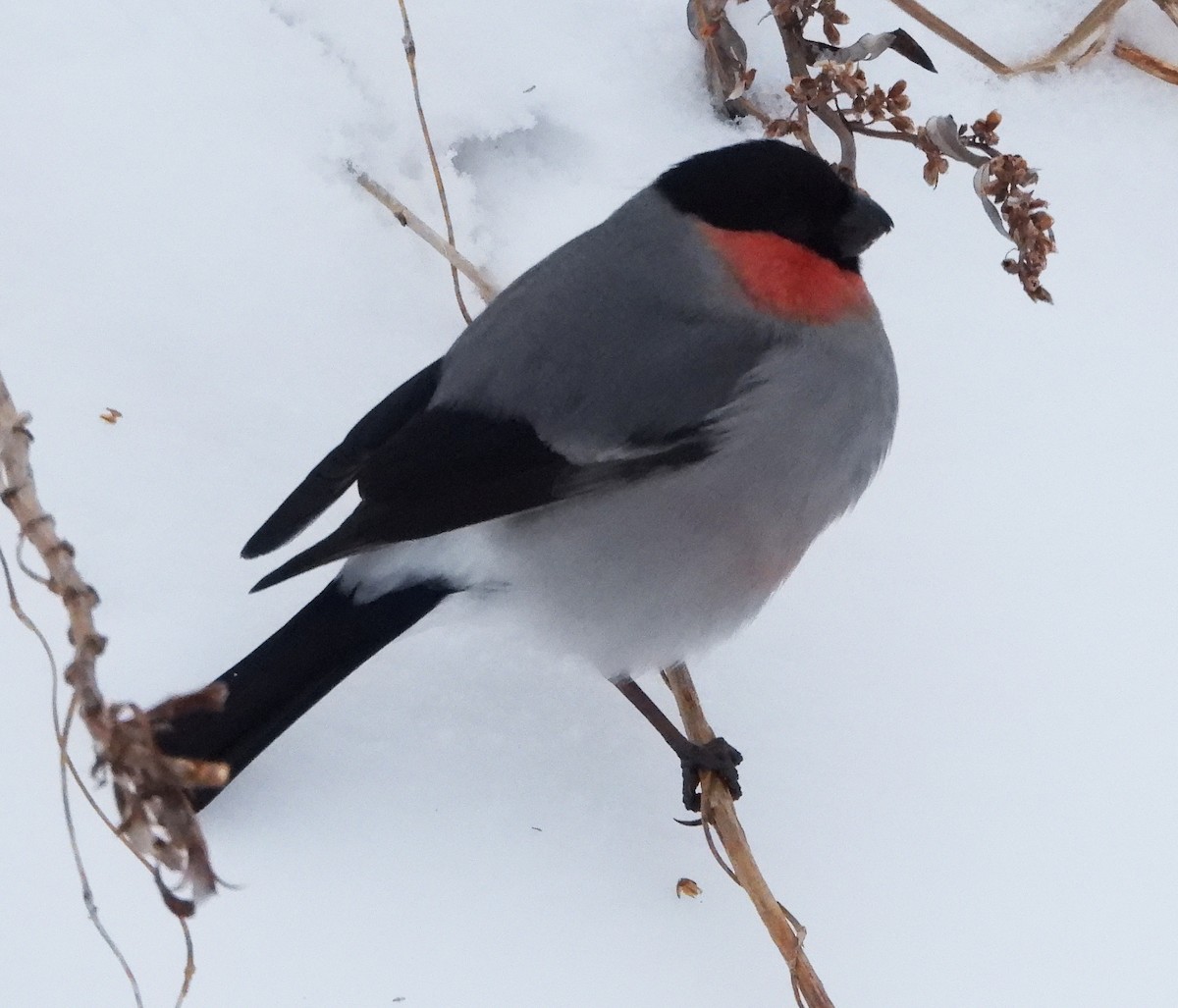 Eurasian Bullfinch (Baikal) - Gary Graves