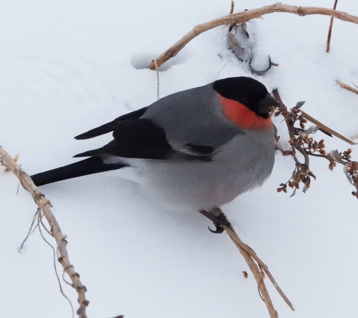 Eurasian Bullfinch (Baikal) - ML616731015