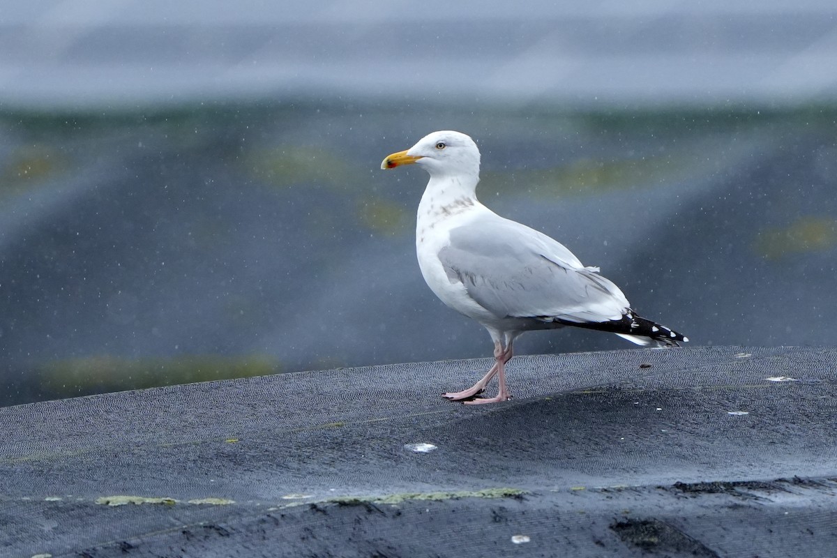 Gaviota Argéntea - ML616731022