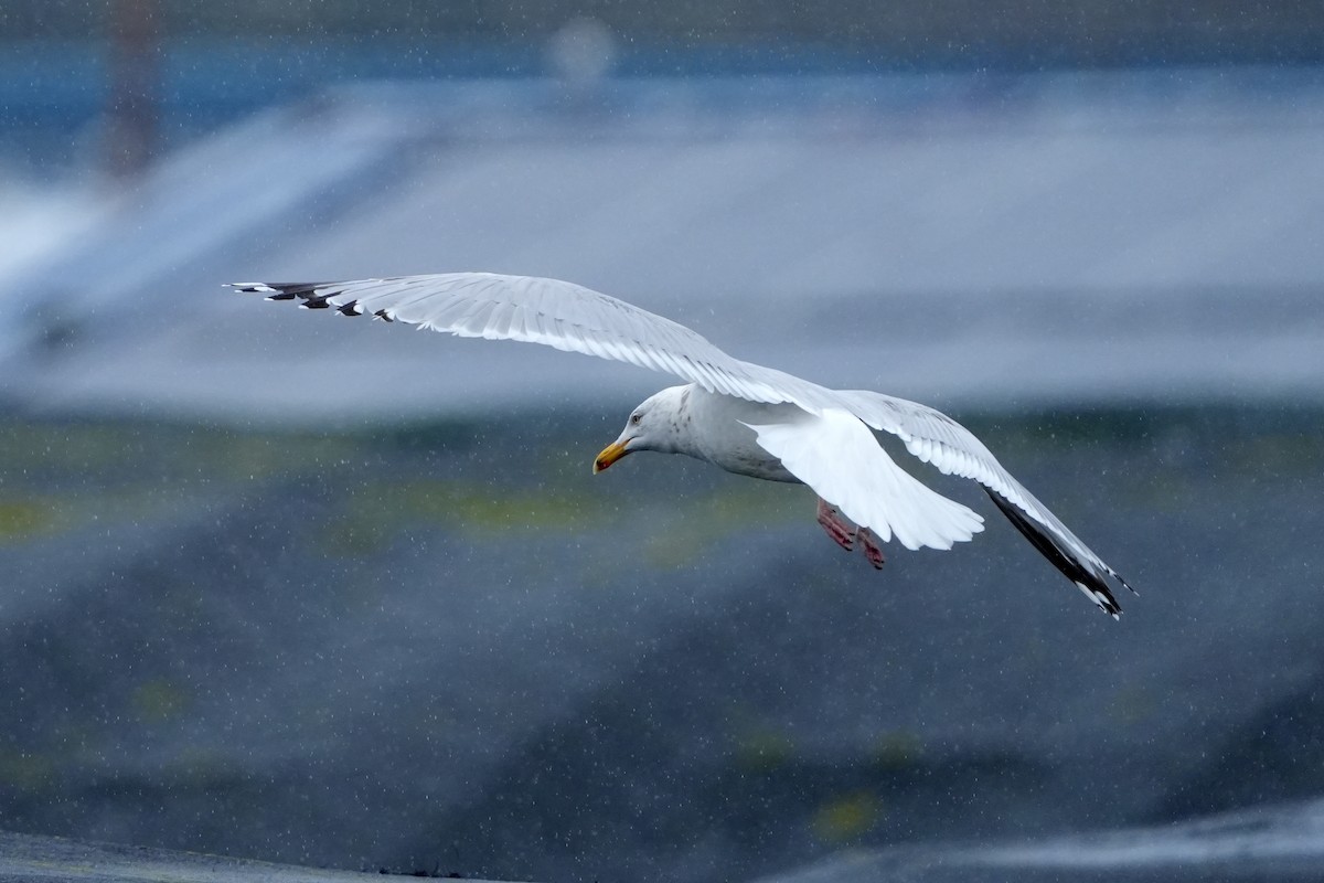 Gaviota Argéntea - ML616731024