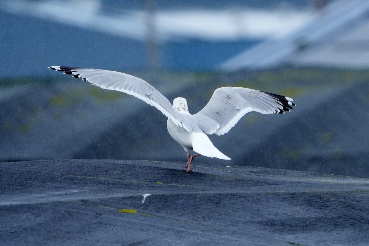 Gaviota Argéntea - ML616731025