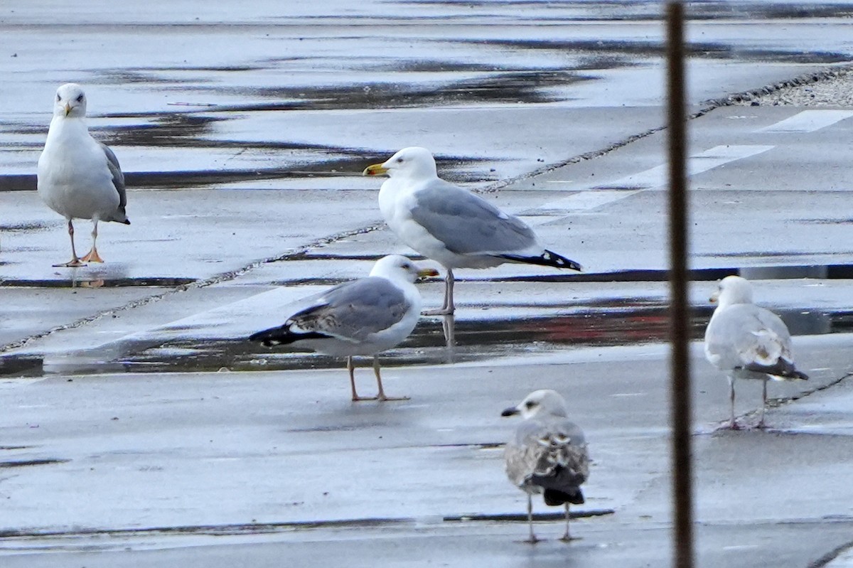 Herring Gull (European) - ML616731031