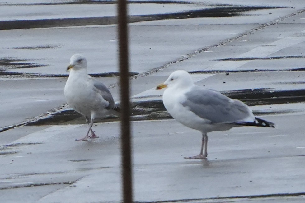 Herring Gull (European) - ML616731032