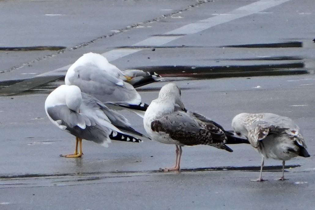 Herring Gull (European) - ML616731033