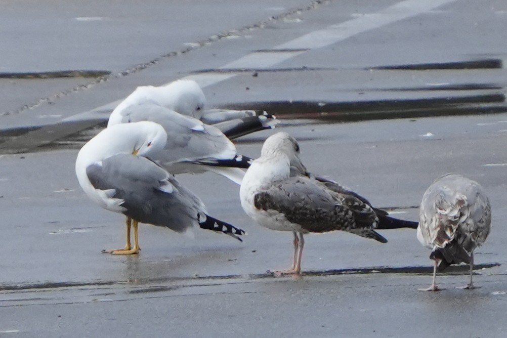 Gaviota Argéntea - ML616731034