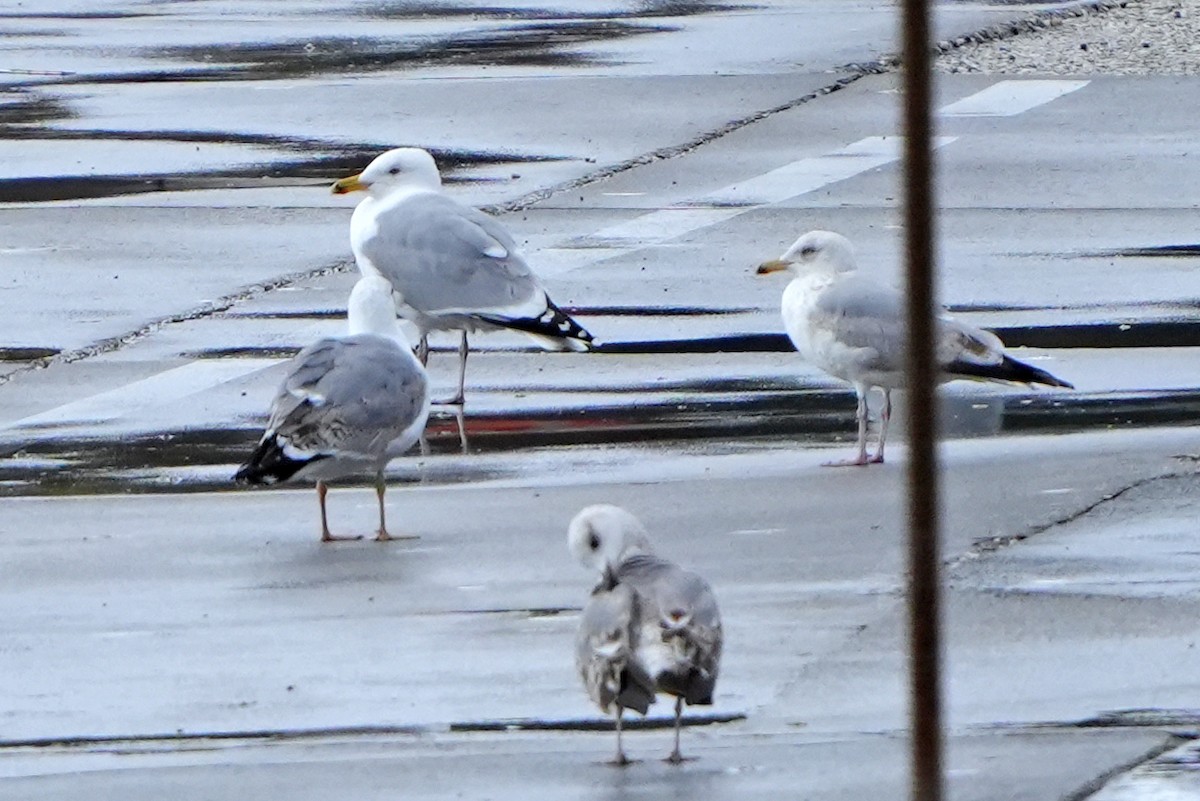 Gaviota Argéntea - ML616731035