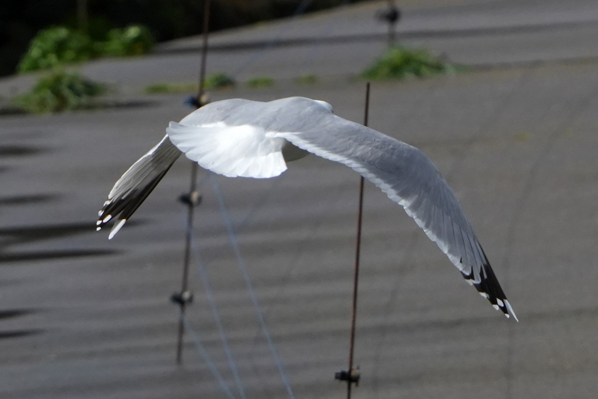 Herring Gull (European) - ML616731037