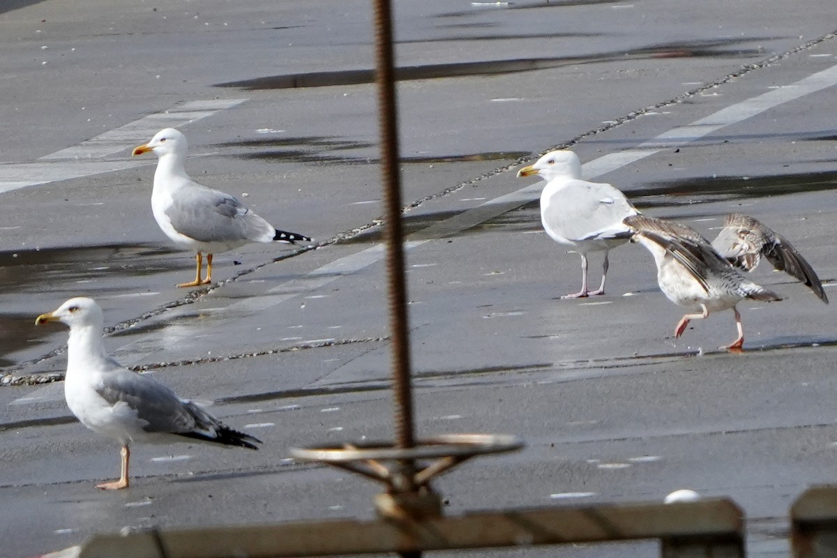 Herring Gull (European) - ML616731038