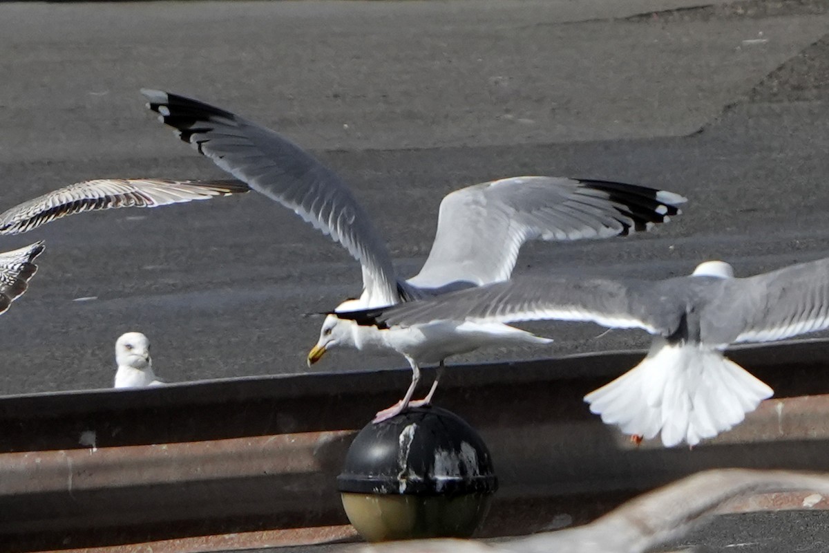 Gaviota Argéntea - ML616731039