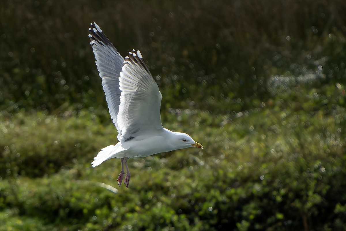 Herring Gull (European) - ML616731040