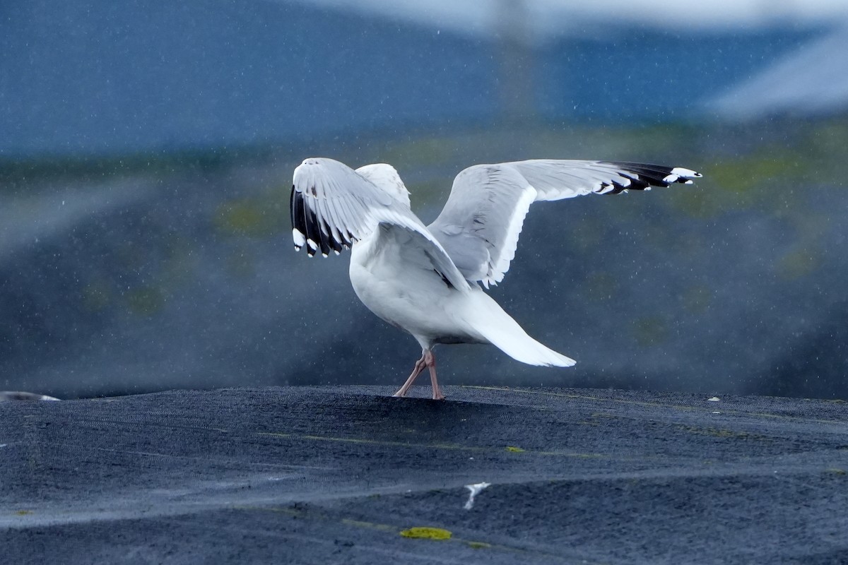 Gaviota Argéntea - ML616731041