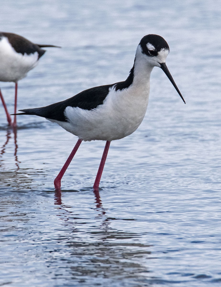 Black-necked Stilt - ML616731043