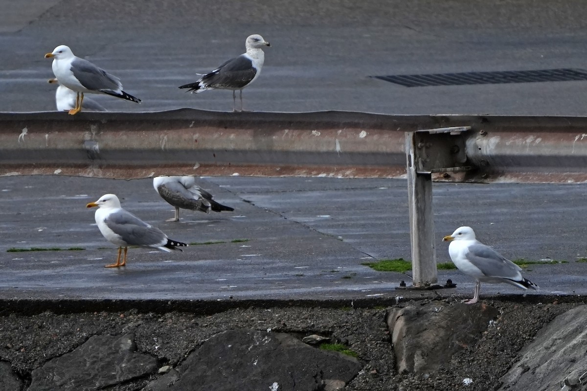 Herring Gull (European) - ML616731049