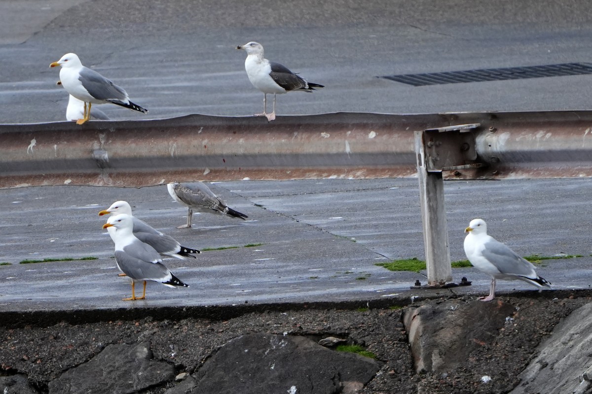 Herring Gull - ML616731050