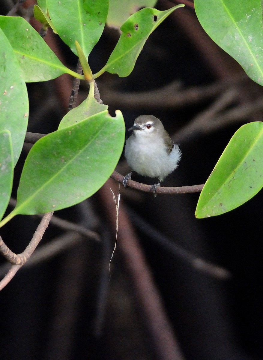 Mouse-brown Sunbird - ML616731069