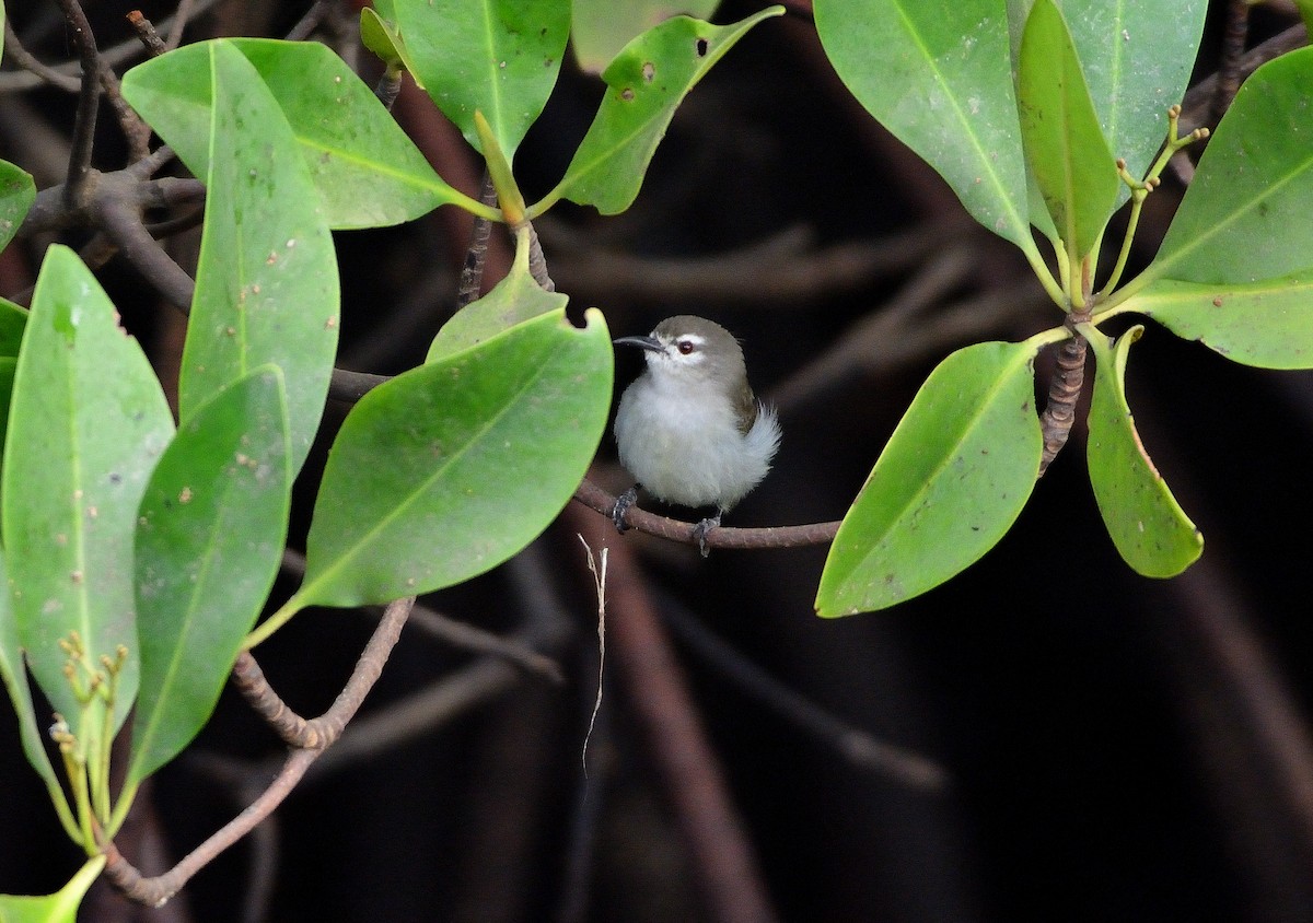 Mouse-brown Sunbird - ML616731070