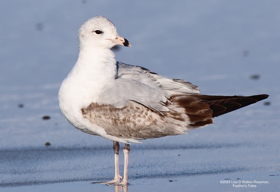 Ring-billed Gull - ML616731081