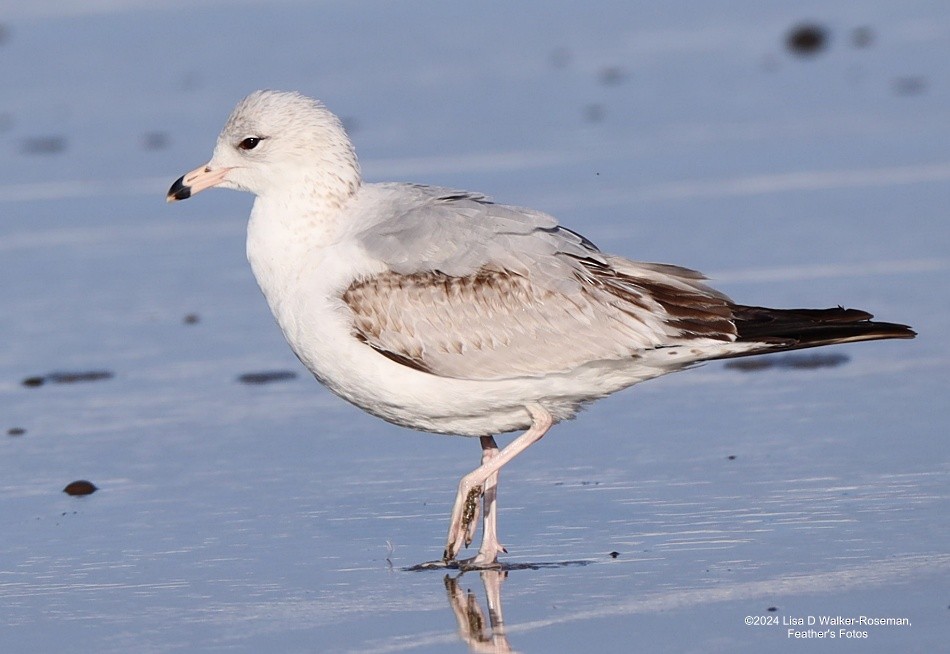 Ring-billed Gull - ML616731082