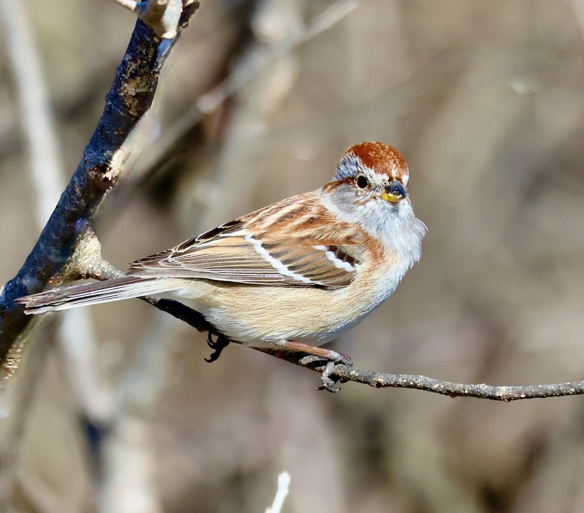 American Tree Sparrow - ML616731086